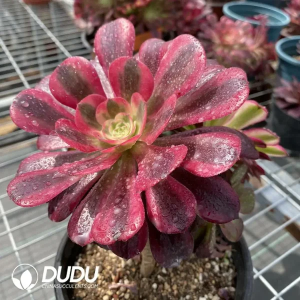 (Grafted)Aeonium NO.8 - Image 4