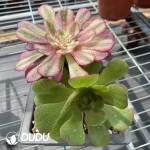 (Grafted)Aeonium NO.9