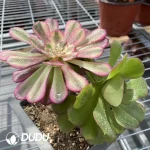 (Grafted)Aeonium NO.9 - Image 2