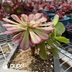 (Grafted)Aeonium NO.9 - Image 3