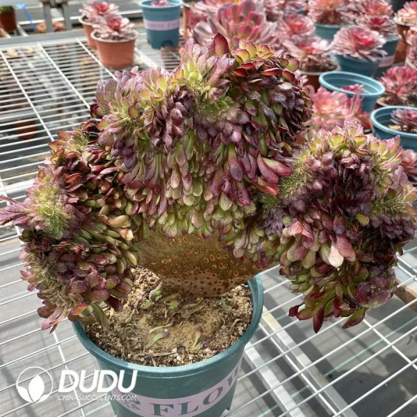 Aeonium Black King Kong Cristata - Image 1