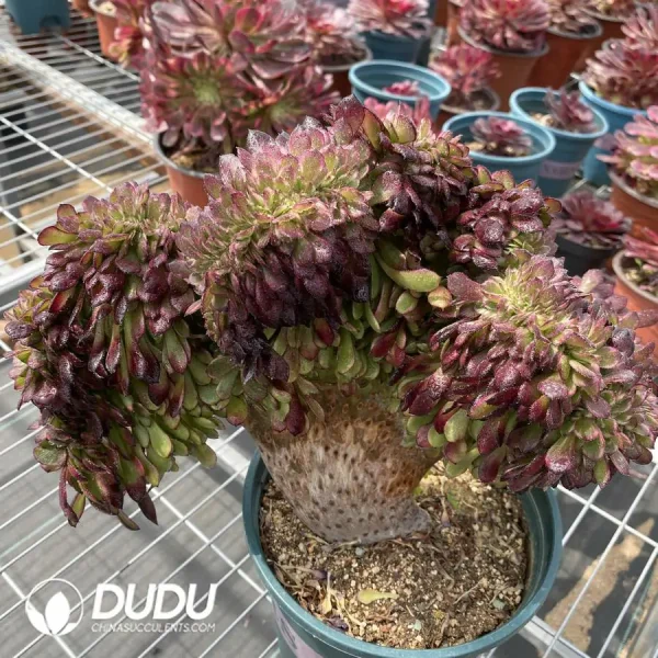 Aeonium Black King Kong Cristata - Image 2