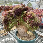 Aeonium Black King Kong Cristata - Image 3
