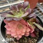 Aeonium Miul Chimera NO.3