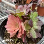 Aeonium Miul Chimera NO.3 - Image 2