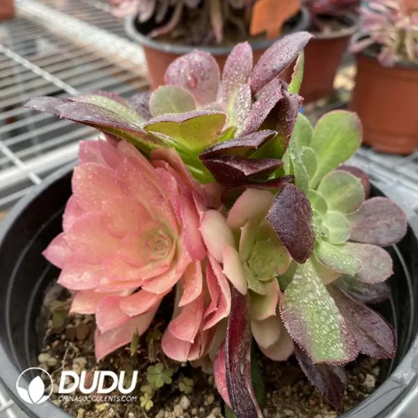 Aeonium Miul Chimera NO.3 - Image 2