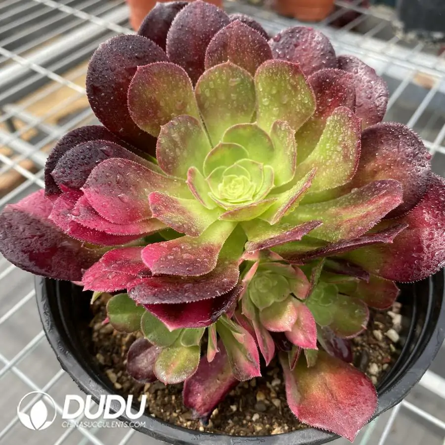 1756127059-1745217746-e201.webp Aeonium Miul Chimera NO.4 - Image 1