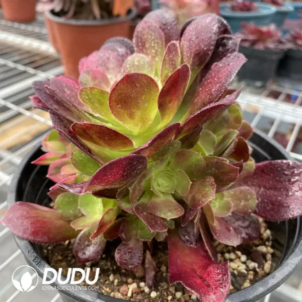 Aeonium Miul Chimera NO.4 - Image 2