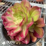 Aeonium Pink Witch Chimera NO.4