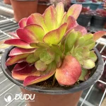Aeonium Pink Witch Chimera NO.4 - Image 2