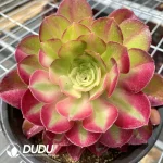 Aeonium Pink Witch Chimera NO.4 - Image 3