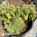 Aeonium Canariense Cristata No.3