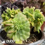 Aeonium Canariense Cristata No.3 - Image 2