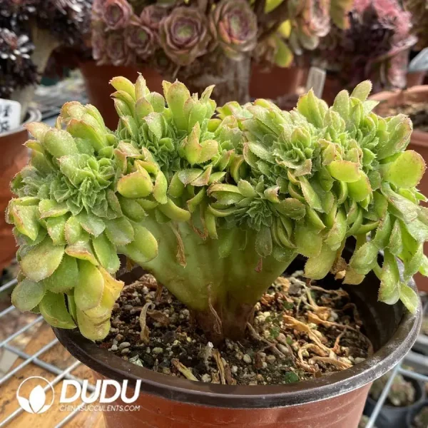 Aeonium Canariense Cristata No.3 - Image 3