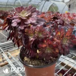 Aeonium Middle Variegated of Zwartkin Cristata No.2