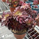 Aeonium Middle Variegated of Zwartkin Cristata No.2 - Image 3