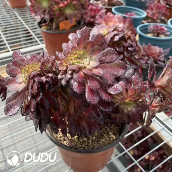 Aeonium Middle Variegated of Zwartkin Cristata No.2 - Image 3