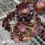 Aeonium Ink Painting Chimera