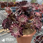 Aeonium Ink Painting Chimera - Image 2