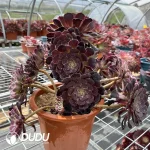 Aeonium Ink Painting Chimera - Image 3