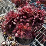 Aeonium Caput-Medusae Variegated Cristata