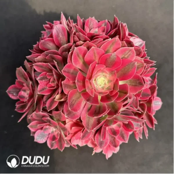 1756127089-1-2371.webp Aeonium Pink Witch Variegated Clustering - Image 1