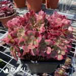 Aeonium Pink witch Cristata
