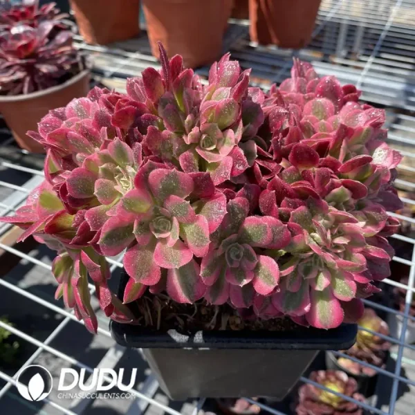 Aeonium Pink witch Cristata - Image 1