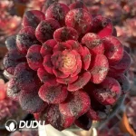 Aeonium Red copper pot of white Variegated