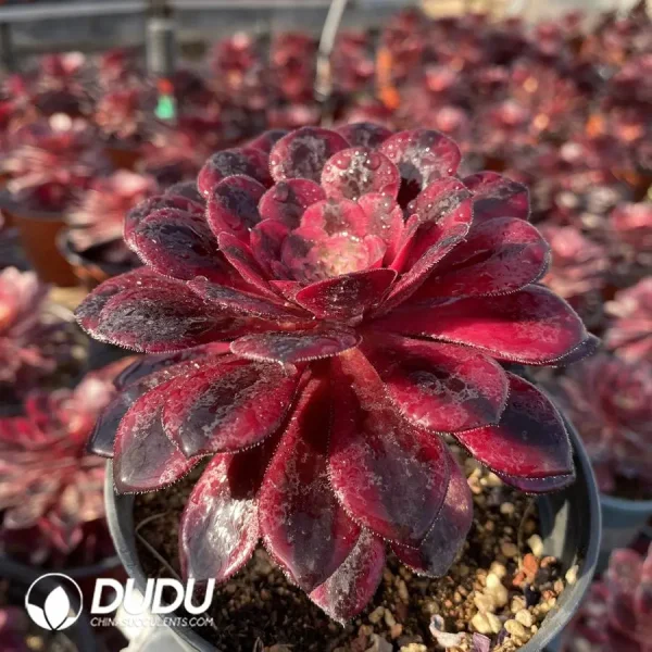 Aeonium Red copper pot of white Variegated - Image 2