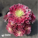 Aeonium Red Copper Pot White variegated Clustering - Image 2