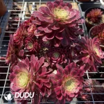Aeonium Zhurong Clustering