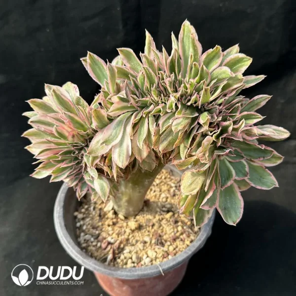 Aeonium Yanzi var. cristata - Image 1