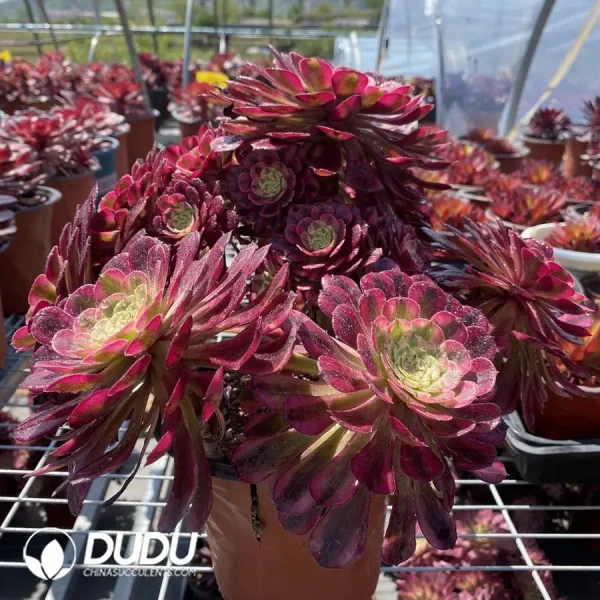 1756127099-1745574461-e202.webp Aeonium Zhurong Clustering - Image 2