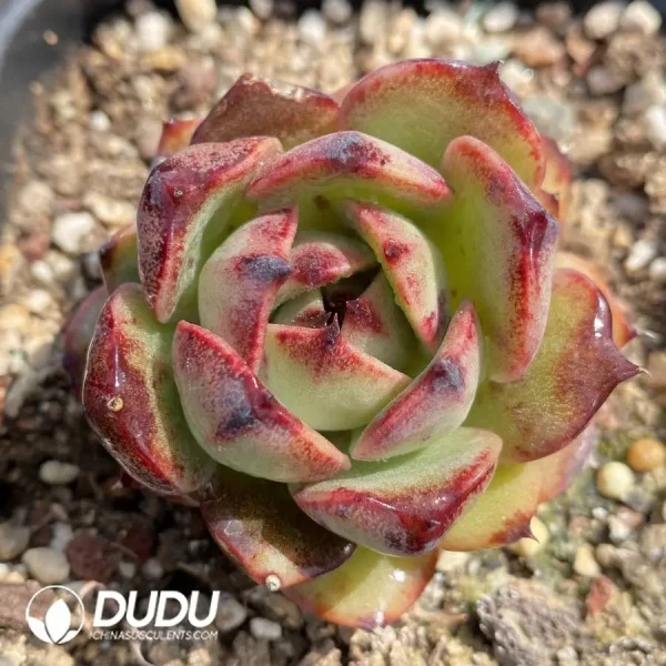 1756127113-1745400061-e201.webp Echeveria Red Mountain Fruit - Image 1