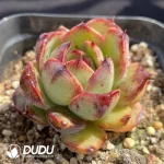 Echeveria Red Mountain Fruit - Image 2