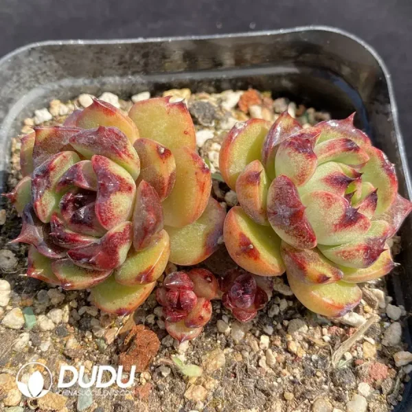 1756127115-1745400066-e201.webp Echeveria Red Mountain Fruit Double Heads - Image 1