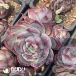 Echeveria Latour Clustering