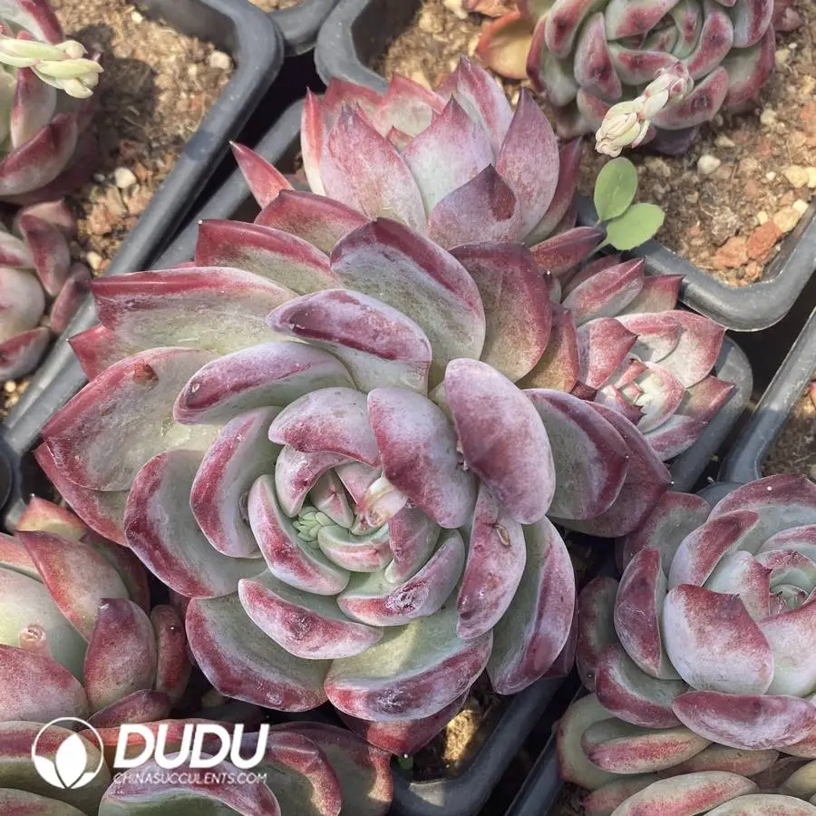 1756127120-1745400078-e201.webp Echeveria Latour Clustering - Image 1