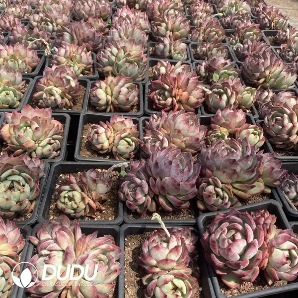 Echeveria Latour Clustering - Image 2