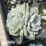 Echeveria Nobel Double Heads