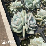 Echeveria Nobel Double Heads - Image 2