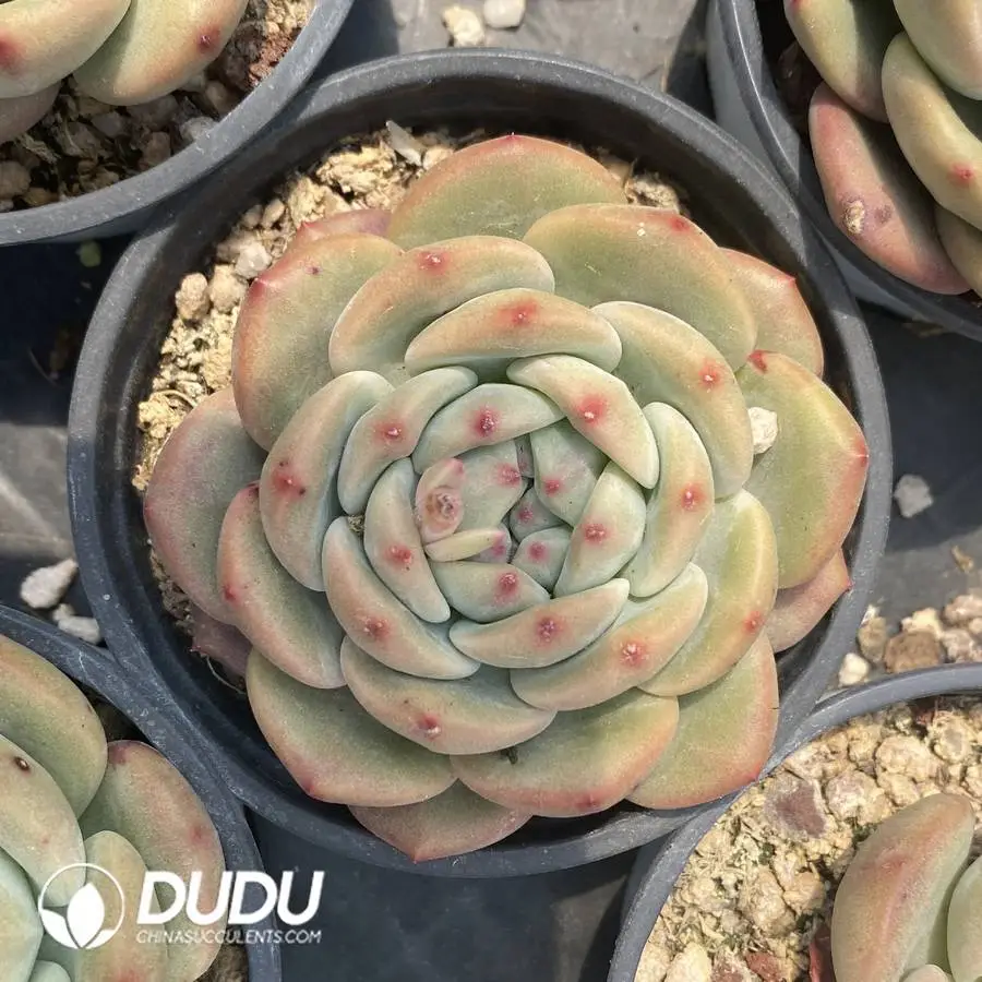 1756127125-1745400088-e201.webp Echeveria Ariel - Image 1