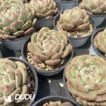 Echeveria Ariel - Image 2