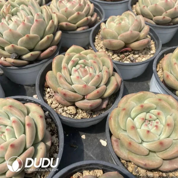 Echeveria Ariel - Image 2