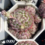 54pcs Echeveria Little Red Dress Clustering