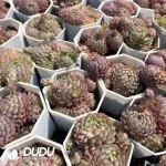 54pcs Echeveria Little Red Dress Clustering - Image 2