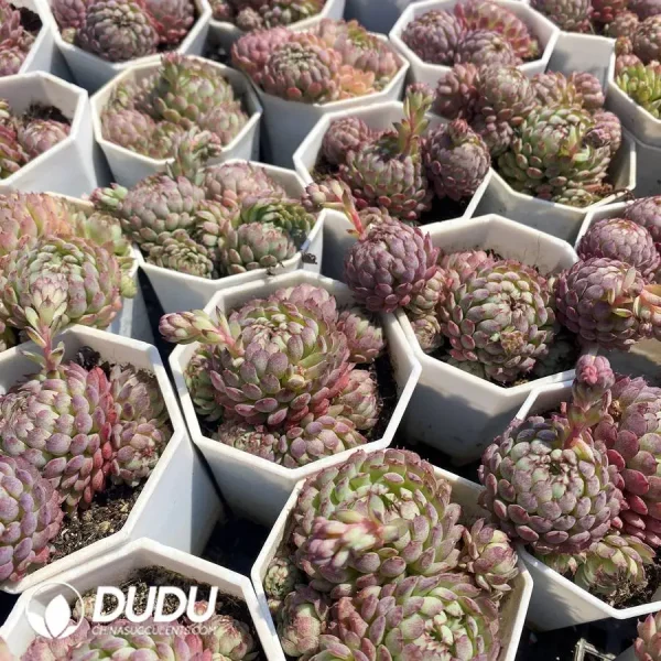 54pcs Echeveria Little Red Dress Clustering - Image 2