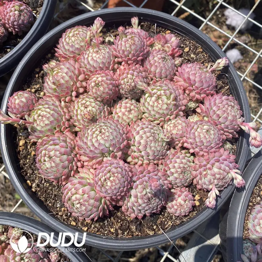 1756127136-1745400113-e201.webp 8pcs Echeveria Little Red Dress Clustering(Scattered Clustering) - Image 1