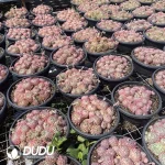 8pcs Echeveria Little Red Dress Clustering(Scattered Clustering) - Image 2